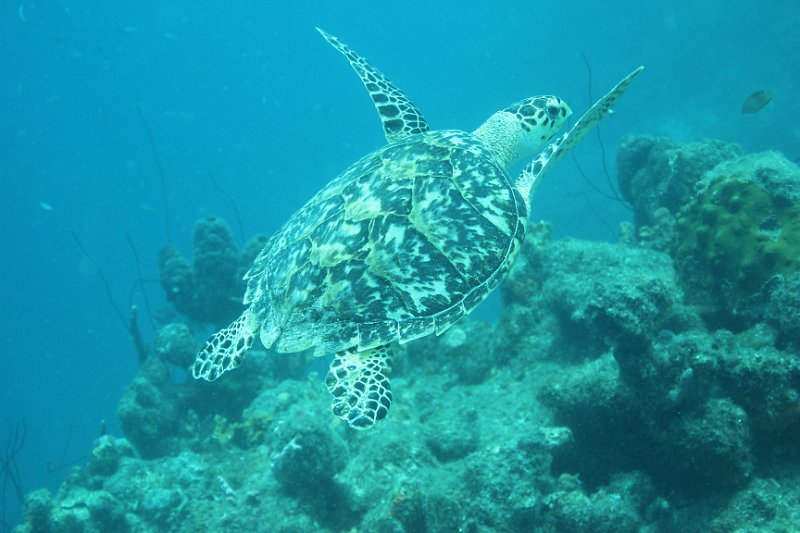 Curacao 04-12 203.JPG